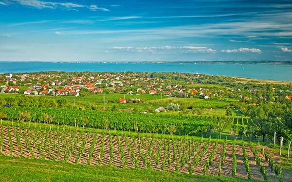 Beau vignoble en Hongrie — Photo