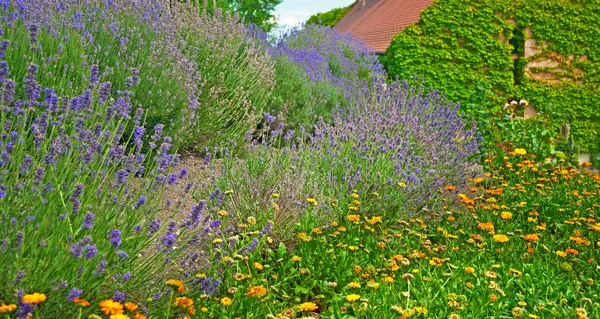 Lavanda y casa — Foto de Stock