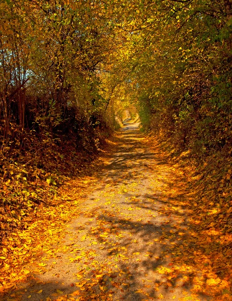 Droga z liści jesienią — Zdjęcie stockowe