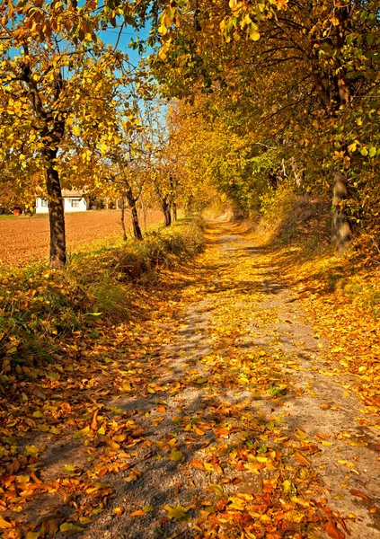Carretera con hojas en otoño — Foto de Stock