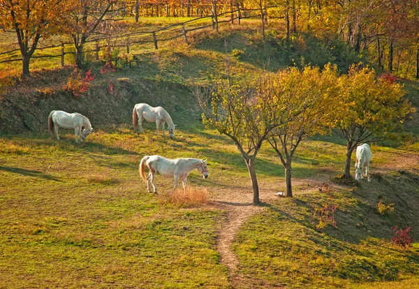 Bonitos caballos en el campo — Foto de Stock
