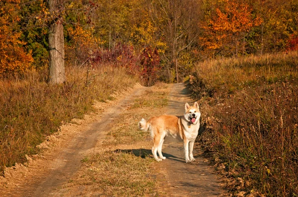 Akita inu hond — Stockfoto