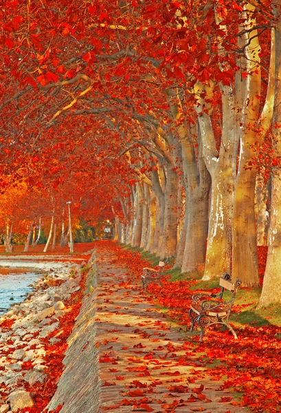 Pěkné stromy na podzim — Stock fotografie