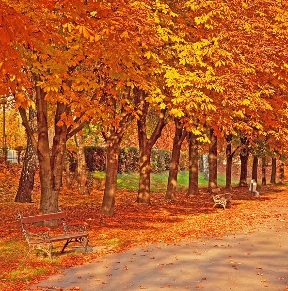 Lavička se stromy na podzim — Stock fotografie