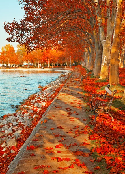 Pěkné stromy na podzim — Stock fotografie