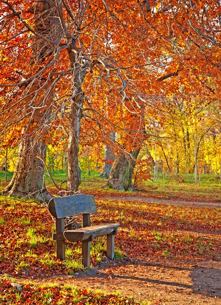 Дорога с листьями осенью — стоковое фото