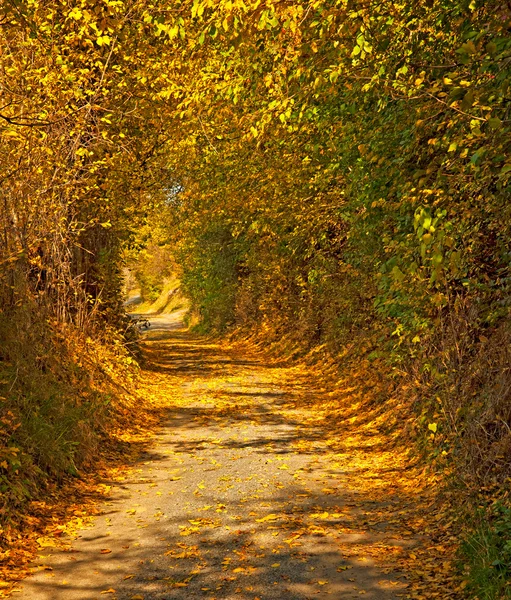 Strada con foglie in autunno — Foto Stock