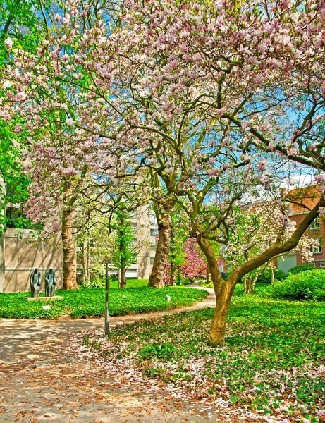 Bomen in roze bloei — Stockfoto