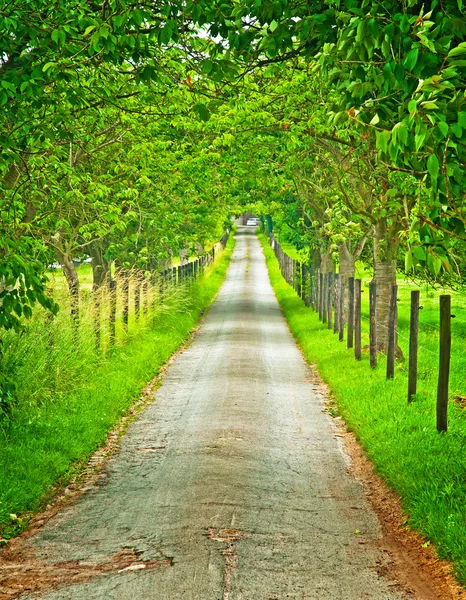 Estrada com árvores — Fotografia de Stock