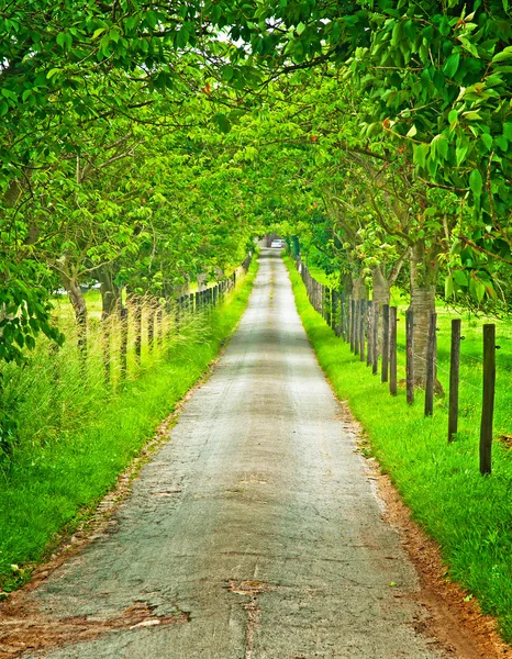 Straße mit Bäumen — Stockfoto