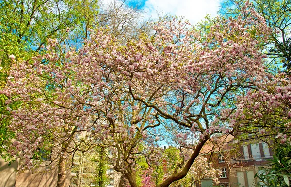 Trees in pink blossom — Stock Photo, Image