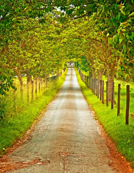 Estrada com árvores — Fotografia de Stock