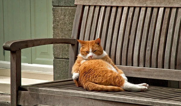 Slapen rode kat op bank — Stockfoto