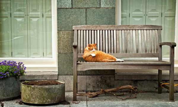 Slapen rode kat op bank — Stockfoto