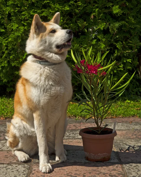 Akita perro con adelfa — Foto de Stock