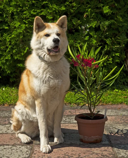 Akita cão com oleandro — Fotografia de Stock