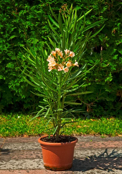 Mooi oleander — Stockfoto