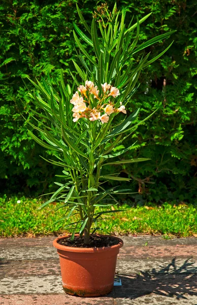Ładne oleander — Zdjęcie stockowe