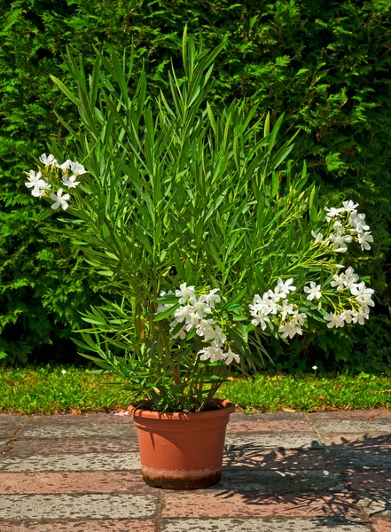 Nice oleander — Stock Photo, Image
