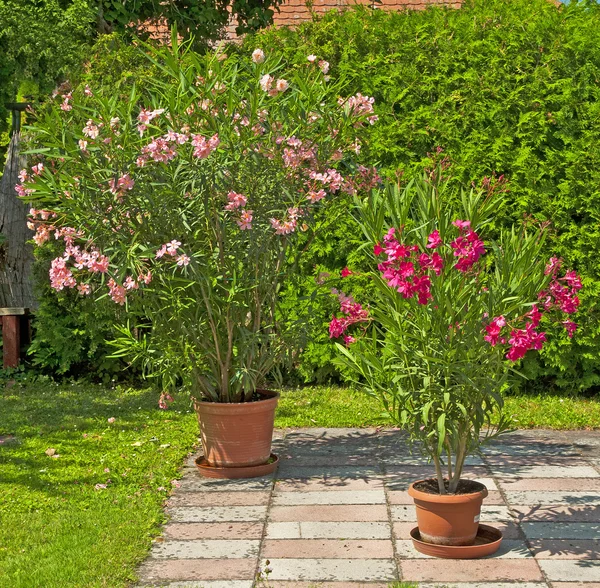 Mooi oleander — Stockfoto