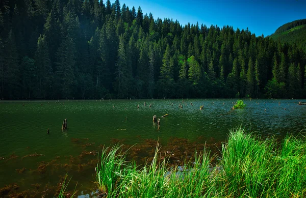 Slavné červené jezero v Transylvánii — Stock fotografie