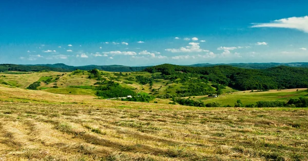 Поле з квітами і блакитним небом — стокове фото