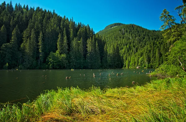 Lago Vermelho famoso na Transilvânia — Fotografia de Stock