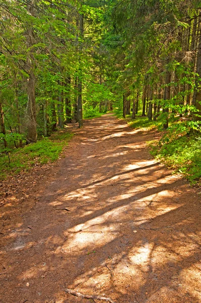 Road with trees — Stock Photo, Image