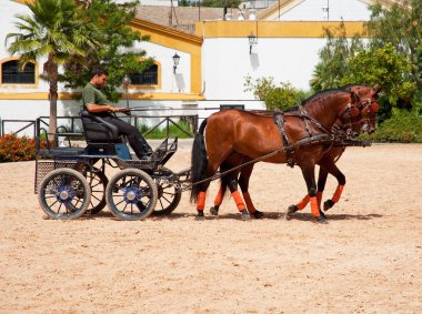 Binicilik Sanat Vakfı Kraliyet Endülüs okula