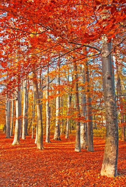 Nice autumnal scene — Stock Photo, Image