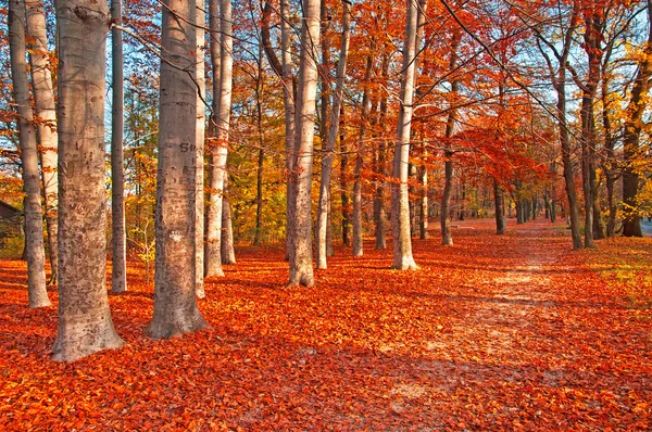 Nice autumnal scene — Stock Photo, Image