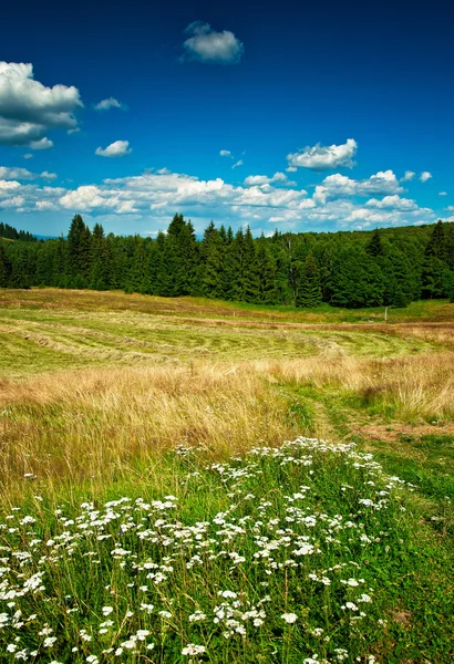 Bonito campo con flores — Foto de Stock