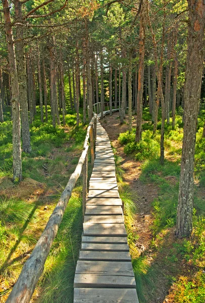 Δρόμος στο δάσος — Φωτογραφία Αρχείου