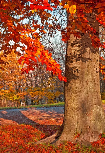 Güzel sonbahar sahne — Stok fotoğraf