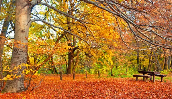 Ładny jesienny sceny — Zdjęcie stockowe