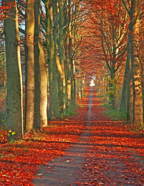 Estrada com folhas no outono — Fotografia de Stock