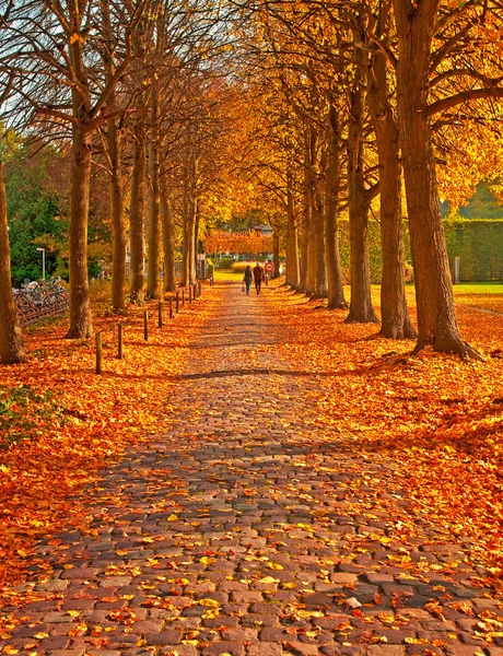 Strada con foglie in autunno — Foto Stock
