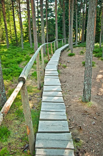 Straße im Wald — Stockfoto