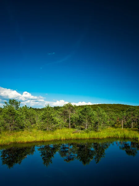 Letní krajina, pěkné jezero — Stock fotografie