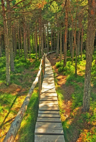 Estrada na floresta — Fotografia de Stock