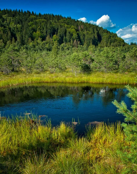 Zomer landschap van een mooie meer — Stockfoto