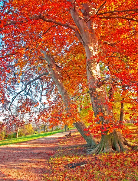 Bos in de herfst — Stockfoto