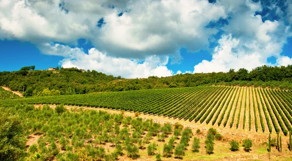 Szép vineyard Toszkánában — Stock Fotó