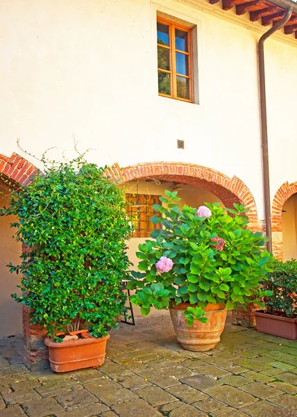 Oleander im Garten — Stockfoto