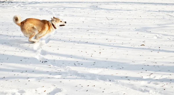 Хорошая собака акита зимой — стоковое фото