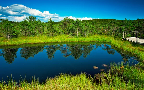 Zomer landschap van een mooie meer — Stockfoto