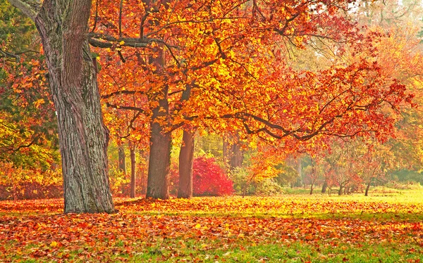 Schöne herbstliche Szene im Park — Stockfoto