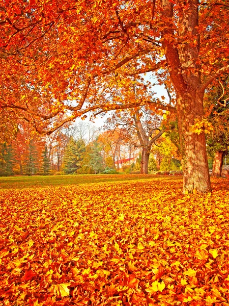 Mooie herfst scène in het park — Stockfoto