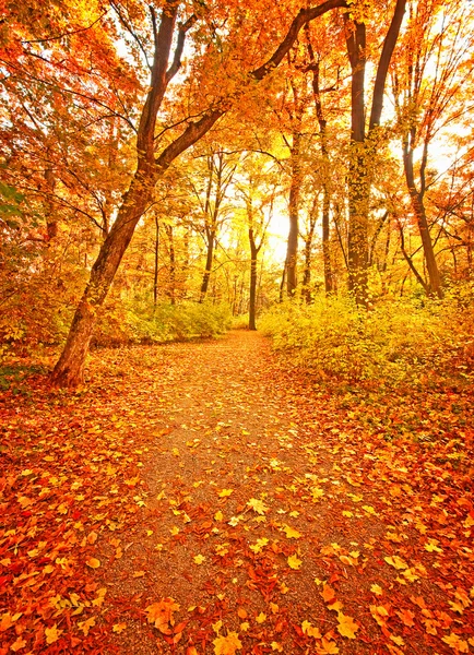 Schöne herbstliche Szene im Park — Stockfoto