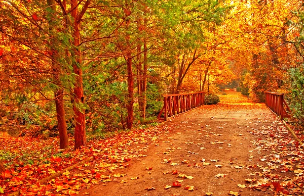 Schöne herbstliche Szene im park — Stockfoto